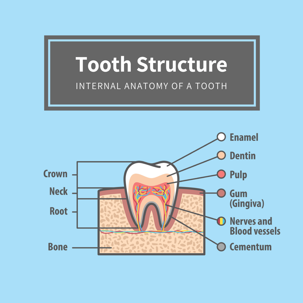 Illustration depicting the internal structure and layers of a tooth